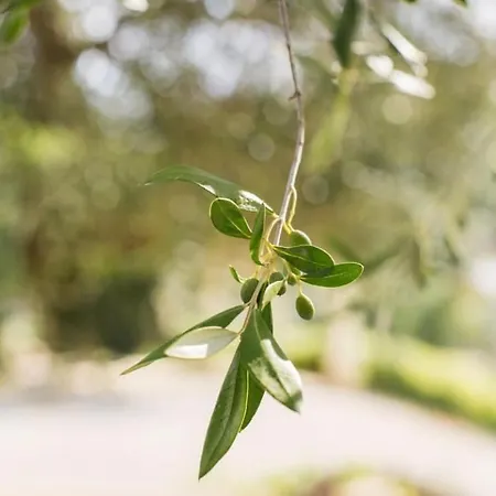 Casa Scardona 4* Skradin