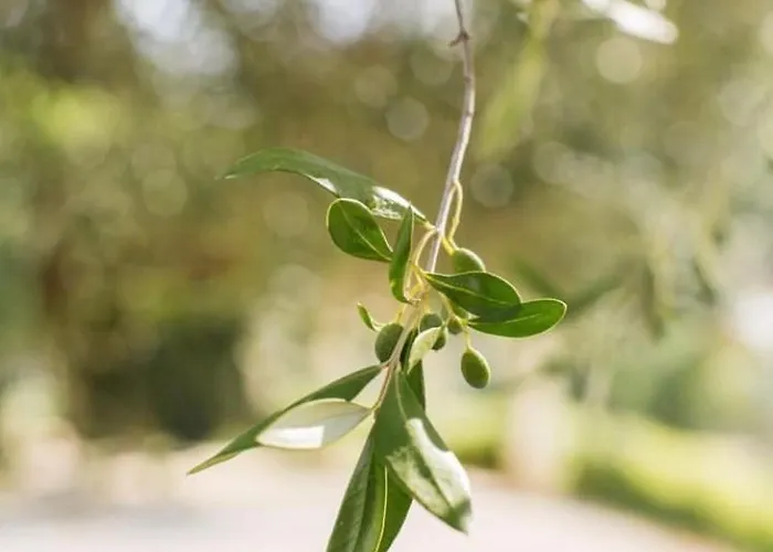 Casa Scardona 4* Skradin